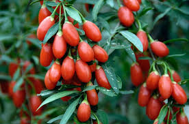 Goji Berries Market