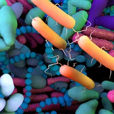 Microbiome Therapeutics