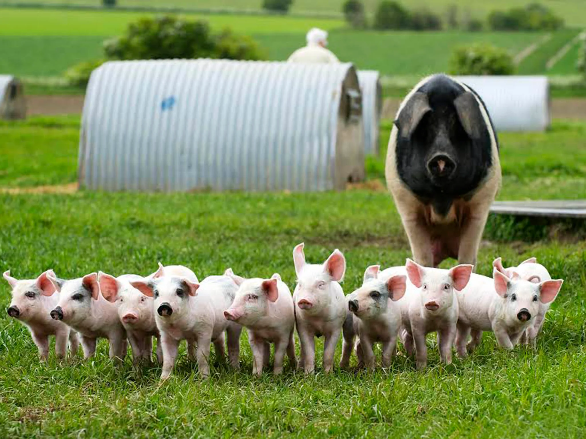 Pig Farming