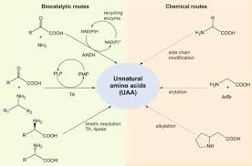 Unnatural Amino Acids